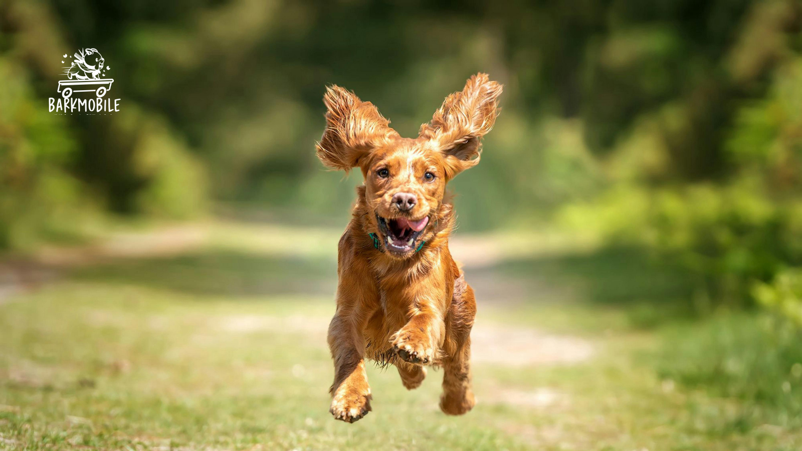 Happy dog on the South Coast